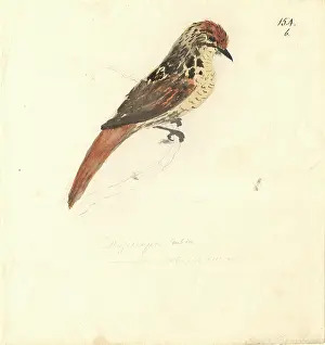 1754 1794: Sphenoeacus afer, Cape grassbird