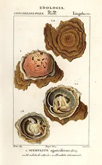 Scienze: Spherulites agariciformis