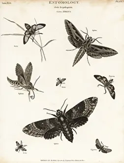 Universal Dictionary: Sphinx moths or hawk moths