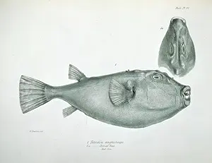 Galapagos: Sphoeroides angusticeps, narrow headed puffer
