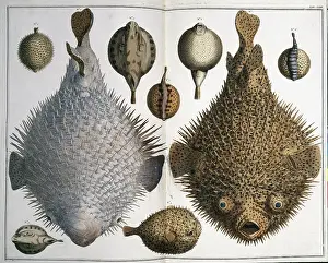 Inflated: Sphoeroides sp. pufferfish