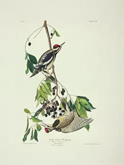 Varius: Sphyrapicus varius, yellow-bellied sapsucker