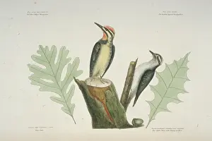 Nape: Sphyrapicus varius, yellow-bellied sapsucker, Picoides pubesc