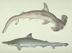 Elasmobranchii: Sphyrna zygaena, hammerhead shark