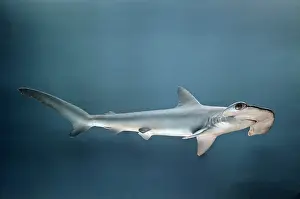 Elasmobranchii: Sphyrna zygaena, hammerhead shark