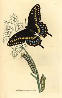 Troilus: Spicebush swallowtail, Papilio troilus