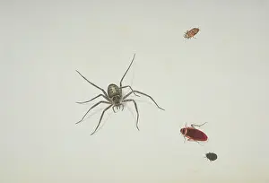 Araneae: Spider and beetles illustration