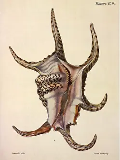 Conch: Spider Conch Shell
