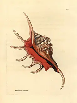 Conch: Spider conch shell, Lambis lambis