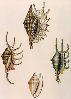 Elongated: Spider-Conch Shells