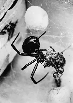 Hubby: Spider eats up hubby