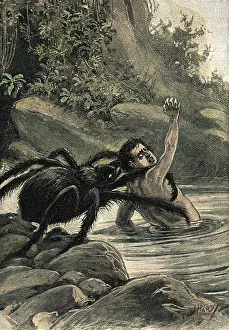 Arachnids: Spider Eats Man 1890s