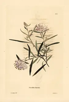 Linearis: Spider flower, Grevillea linearifolia