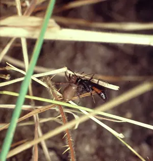 Macquitty: Spider-hunting wasp