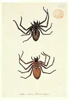 Spider illustration