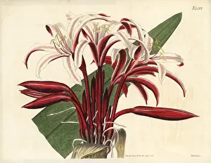 Crinum: Spider lily, Crinum amabile