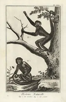 Encyclopedie: Spider monkey and capuchin monkey