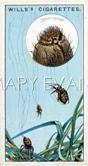 Gossamer: SPIDER SPINNING