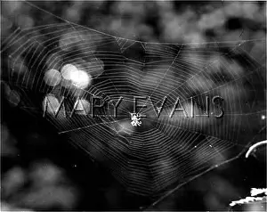 Spins: SPIDER SPINS ITS WEB