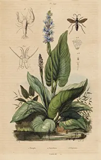 Fries: Spider wasp, pickerelweed and watchman prawn