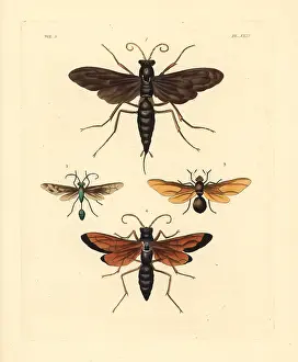 Tarantula: Spider wasps, digger wasp and carpenter ant