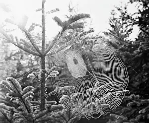 Galushko: Spider web, 1975