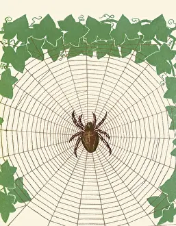 Woven: Spider in Web