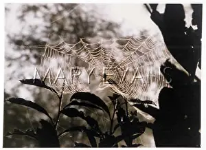 Arachnids: SPIDER WEB PHOTO