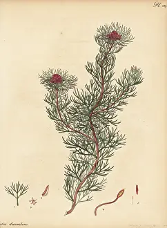 Botanical Artist: Spiderhead, Serruria nivenii