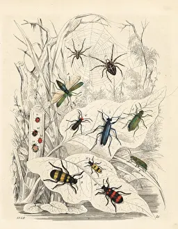 Gigas: Spiders, blister beetles and ladybirds