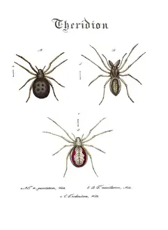 Hahn: Spiders, Genus Theridion