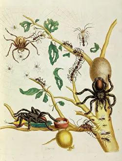 1726: Spiders, insects and hummingbird on guava tree