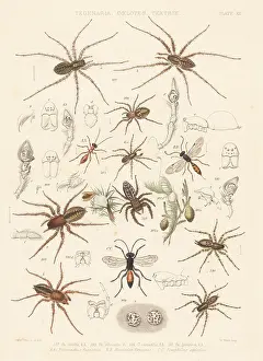 Arachnology: Spiders and parasite ichneumons or spider wasps