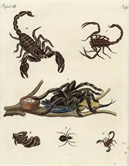 Tarantula: Spiders and scorpions
