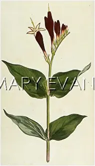 Spigelia: SPIGELIA MARILANDICA