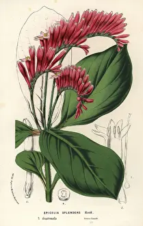 Splendens: Spigelia splendens