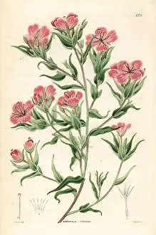 Subulata: Spike primrose, Boisduvalia subulata