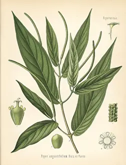 Hoja: Spiked pepper or matico, Piper aduncum