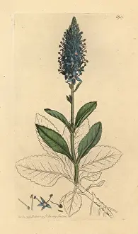 Speedwell: Spiked speedwell, Veronica spicata