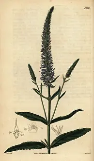 Weddell: Spiked speedwell; Veronica spicata subsp. orchidea