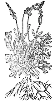 Incense: Spikenard, Alchemy Plant