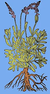 Alchemy: Spikenard, Alchemy Plant