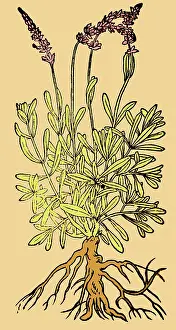 Enhance: Spikenard, Alchemy Plant