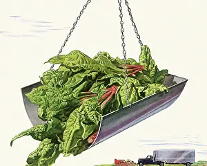 Husbandry: Spinach on a Scale