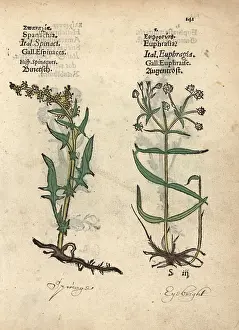 Lonicer: Spinach, Spinachia oleracea, and eyebright