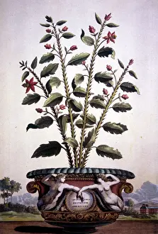 Spinach: Spinachia Frutescens - Spinach
