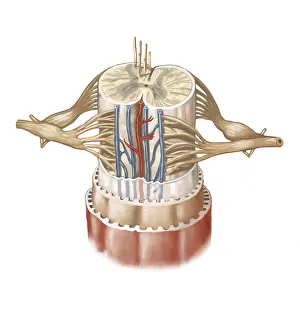 Ventral: Spinal Cord Anatomy, Illustration