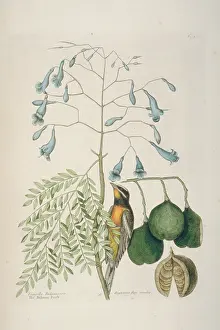 Catesby: Spindalis zena, stripe-headed tanager