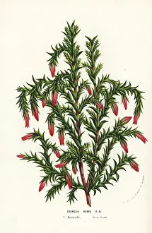 Spindle: Spindle heath, Cosmelia rubra