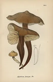 Mordecai: Spindle stem, Agaricus fusipes